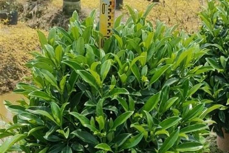 非洲茉莉施肥方法及注意事项