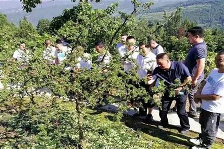 水溶肥在花椒上的效果
