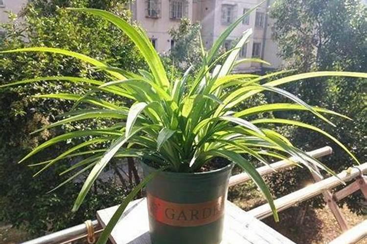 煮熟的绿豆汤能放多久 煮熟的绿豆汤能放的时间