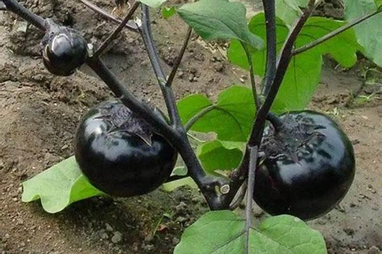 种茄子用什么肥料最好