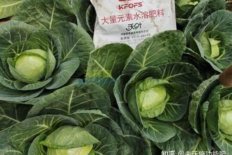 豆科植物不需要氮肥的原因