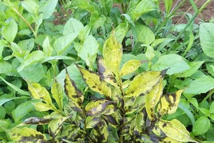 魔芋种植腐植酸怎么使用