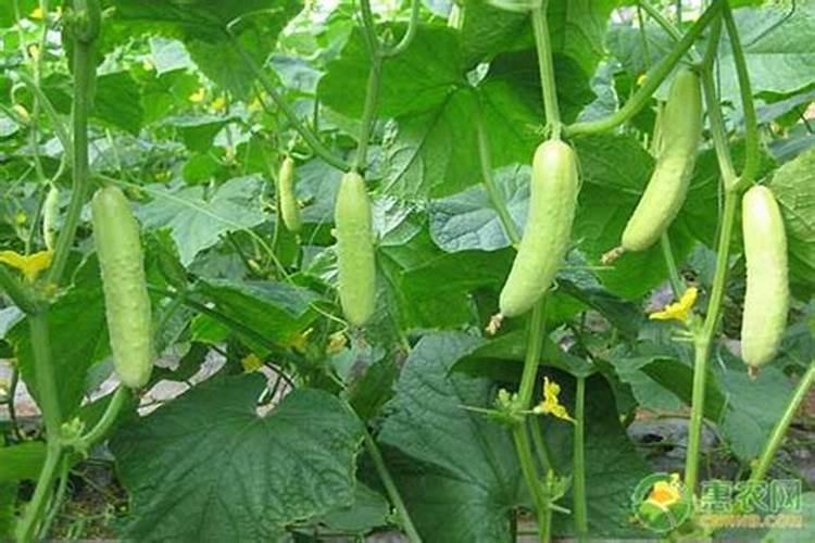 草莓后期用什么肥料最好