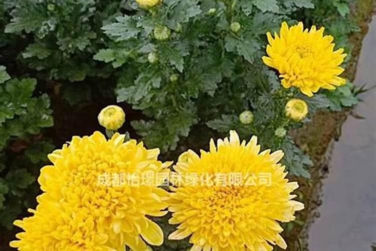 菊花有花蕾时能用磷酸二氢钾喷叶面肥吗