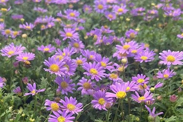 菊花怎么施肥