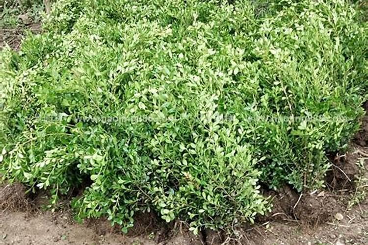 种植小叶黄杨的技巧