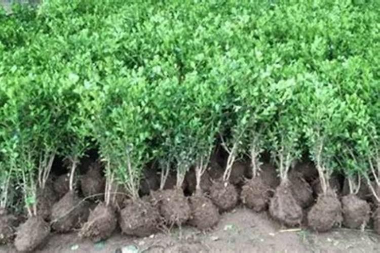 小叶黄杨盆景多久施肥 小叶黄杨盆景需施肥时间