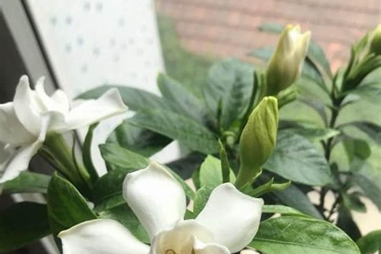 尿素氮肥使用方法