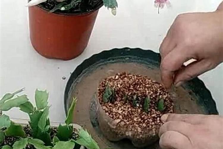 仙人掌嫁接蟹爪兰成活后怎么施肥(如何使蟹爪兰长得粗壮)