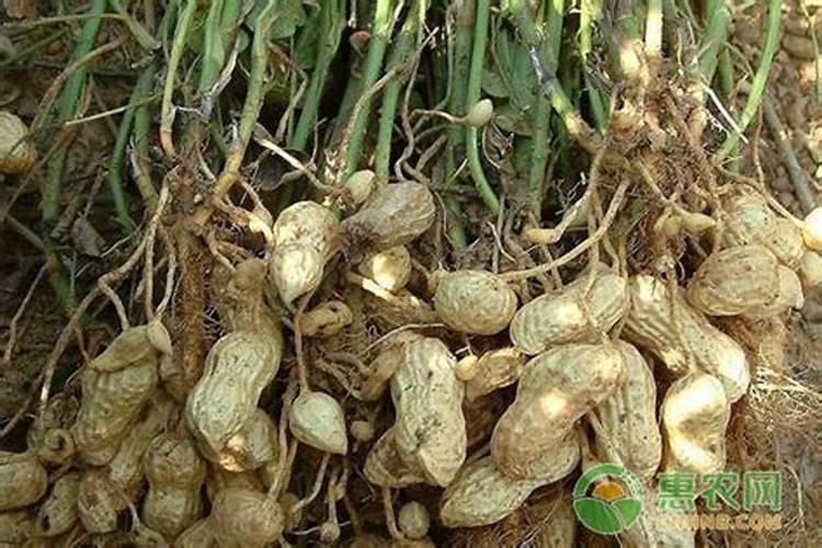 花生的几个最佳追肥时间 花生应该怎么施肥