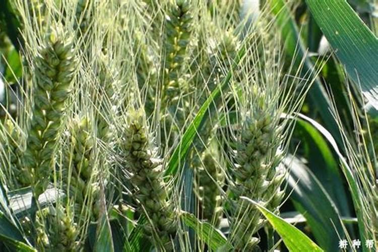 氮磷钾肥料对小麦发生长作用