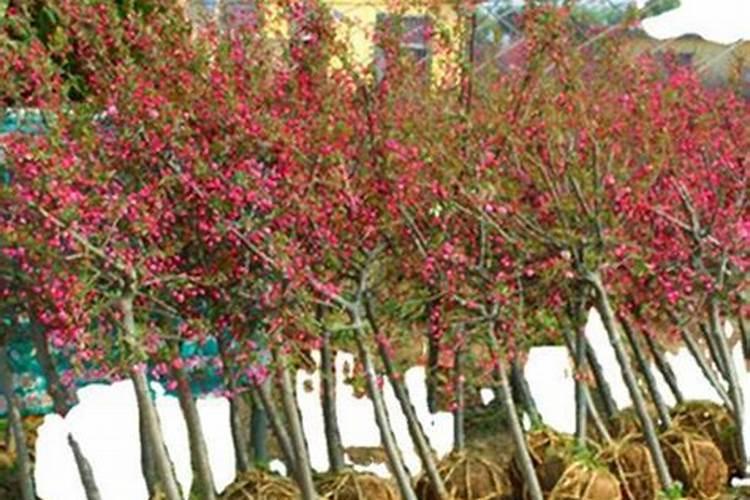 海棠树施什么肥料