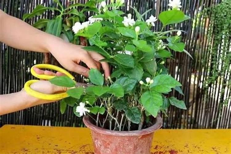 茉莉花修剪之后怎么施肥花芽长得多