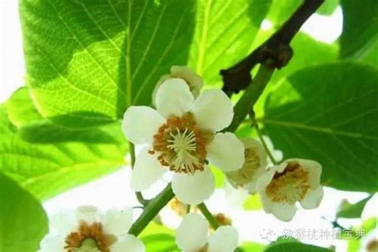 巨峰葡萄催红:乙烯利加芸苔素磷酸二氢钾可以吗？