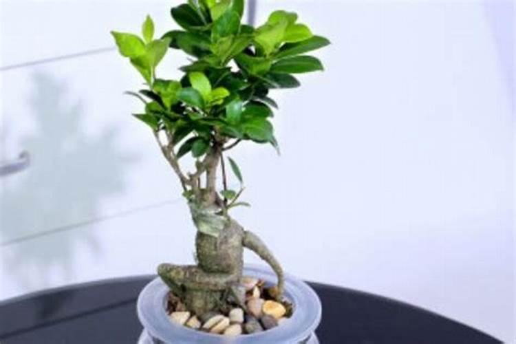 巨峰葡萄催红:乙烯利加芸苔素磷酸二氢钾可以吗？