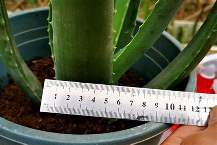 尿素适合哪些花施肥