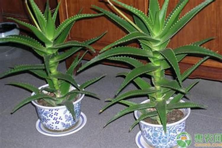 芦荟的施肥方法和注意事项