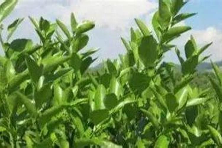 怎样搞好果树的叶面施肥