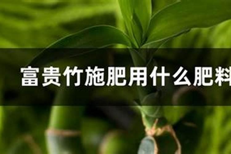 富贵竹施肥方法,用什么肥好