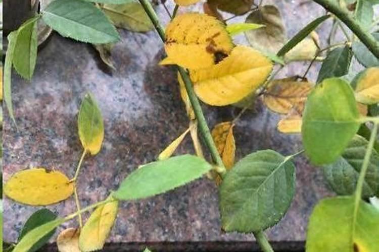 芸苔素产品很多,那些在果树上用好