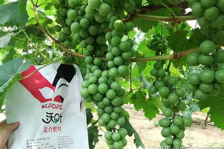 荔枝不甜怎么办？荔枝用什么肥料膨果增甜？