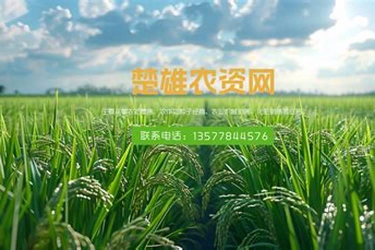 灵芝种植源头厂家有哪些在？