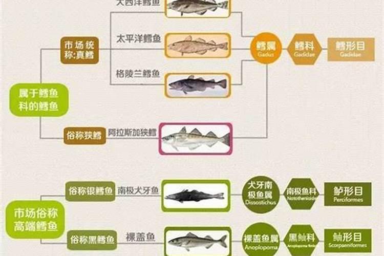 菜籽饼可以直接埋地里施肥吗(菜籽饼需要发酵多久做肥料)