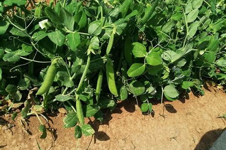 露天大青豆高产施肥方案怎么配