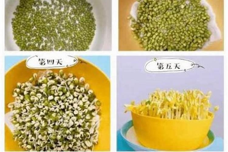绿豆叶子上长蛀虫了怎么办？