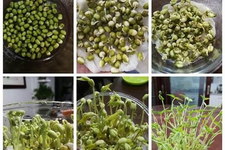 绿豆叶子上长蛀虫了怎么办？
