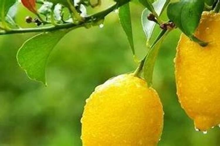 柠檬开花打不打药
