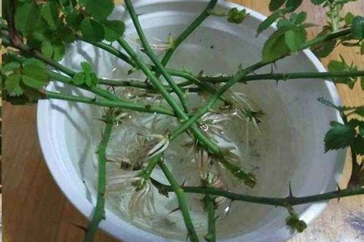 藤本月季怎么施肥