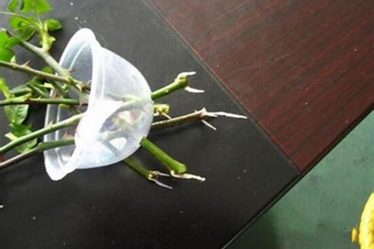 月季花施什么肥料好