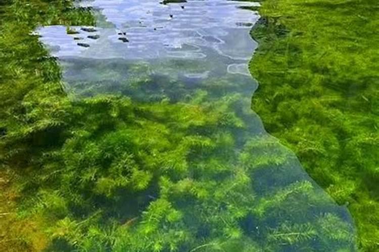 轮叶黑藻挂脏下沉怎么办