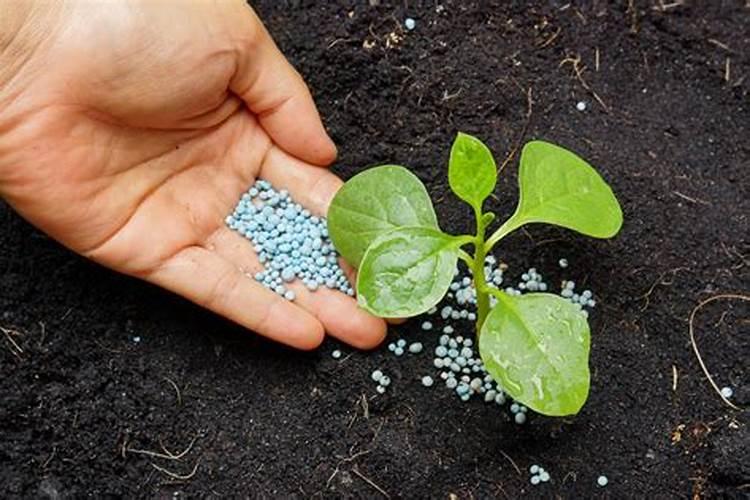 种植葡萄需要什么肥料