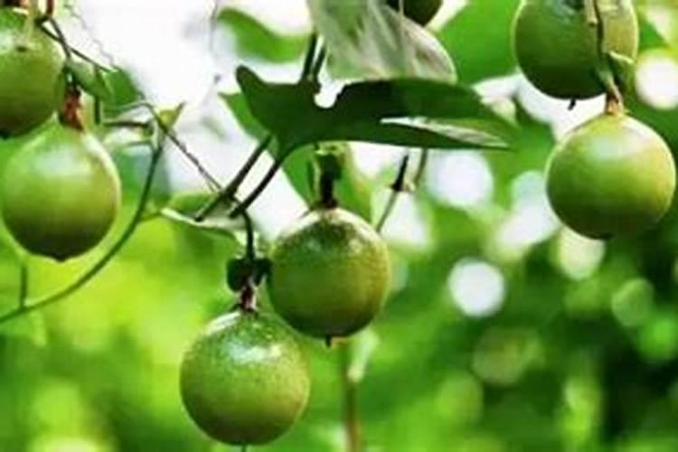 要想百香果结果多需用什么肥