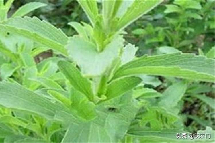 甜叶菊黄叶病用什么药治？