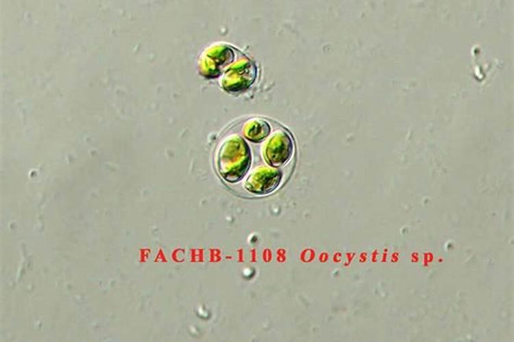 肥水和培藻有没有具体的区别？