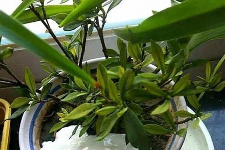 碳酸钾可以当肥料吗？