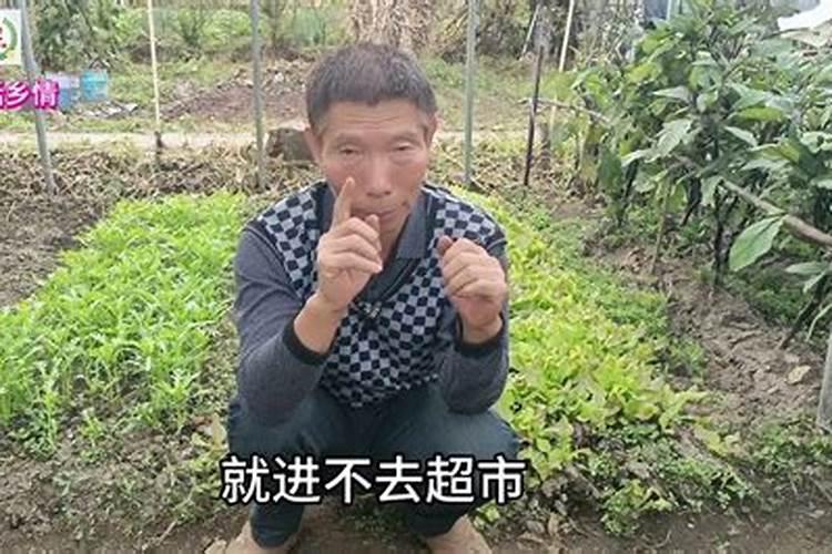 谷子叶面肥啥时候喷好 用什么叶面肥增产