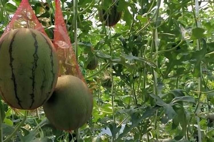 桃树施钾肥在什么时候 使用注意事项有哪些