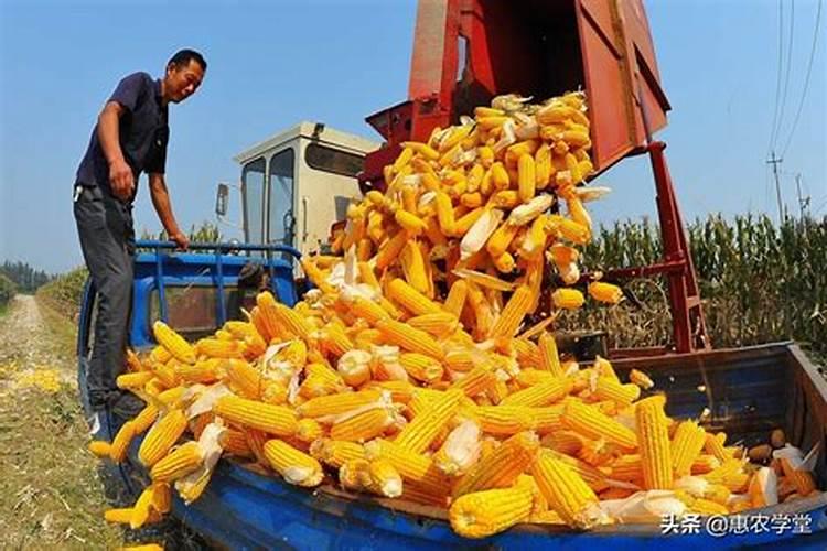 沃夫特掺混肥料26一9一9多少钱吨？