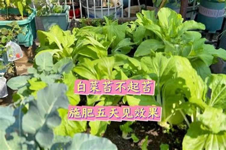 白菜苔施什么肥料粗壮好