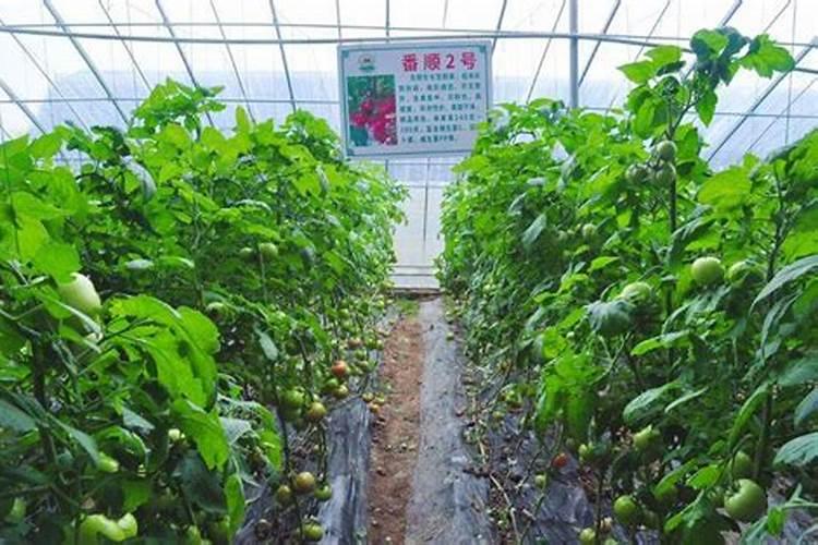 种植番茄想增产需要掌握哪些施肥技巧 番茄怎么施肥