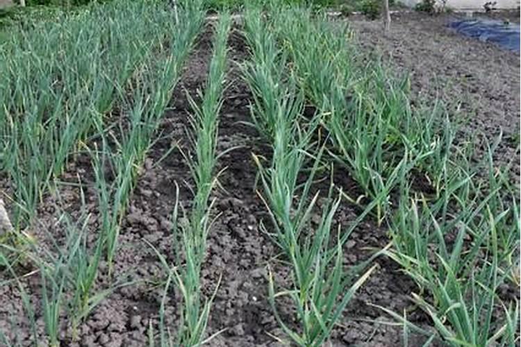 大蒜施肥记住两个关键时期,秧苗长得好、蒜薹粗壮、蒜头个大