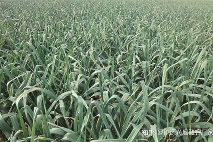大蒜出苔后 蒜头膨大需追肥