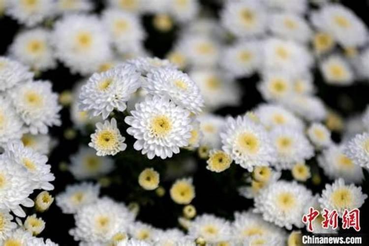 斜纹夜蛾在黄山贡菊上的发生与防治