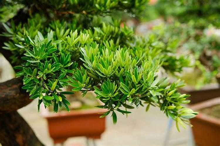 花菜烂根卷叶发黄是什么原因