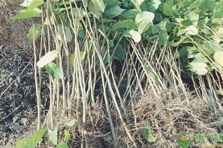 金丝杜仲苗最简单三个步骤