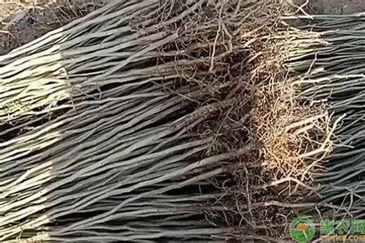 杜仲苗多久浇一次水